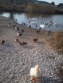 /album/fotogaleria-patito/a2012-03-09-17-25-04-jpg/